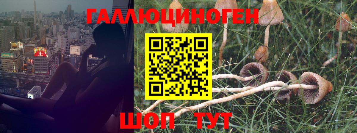 Галлюциногенные грибы мицелий  купить закладку  Вход с VPN  Бор  Псилоцибиновые грибы мицелий 